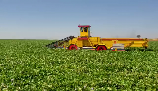 埃塞俄比亚水葫芦打捞船现场视频