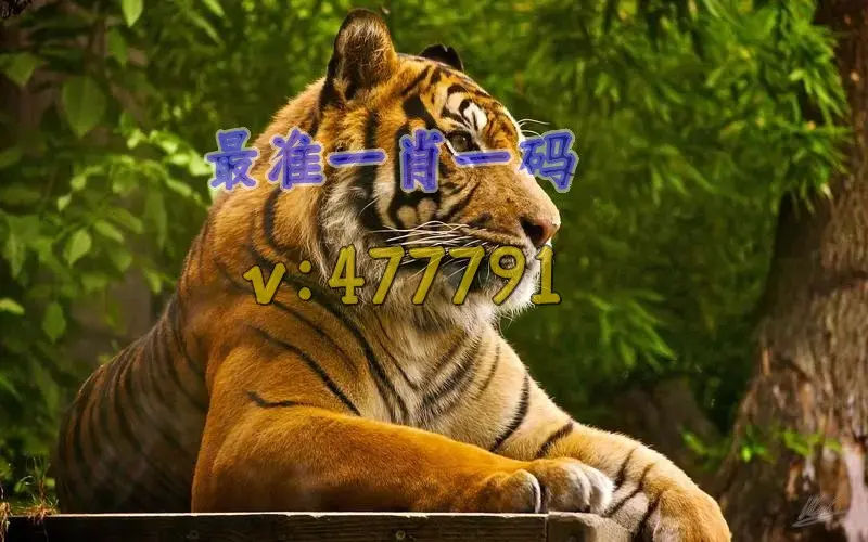 澳门精准资料一肖一码